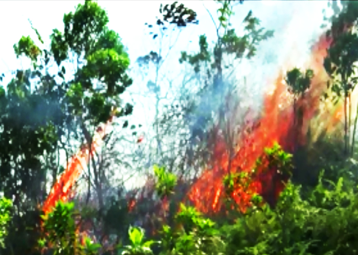 Kebakaran Hutan | Foto: Istimewa
