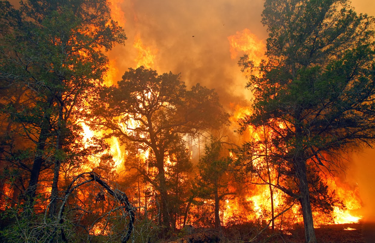 Kebakaran Hutan | Foto: Istimewa