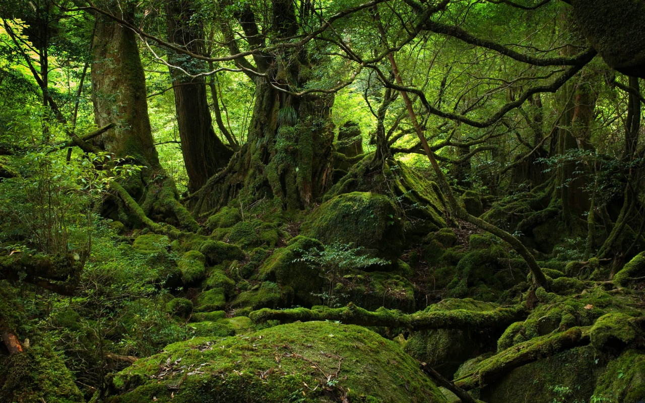 Hutan | Foto: Istimewa