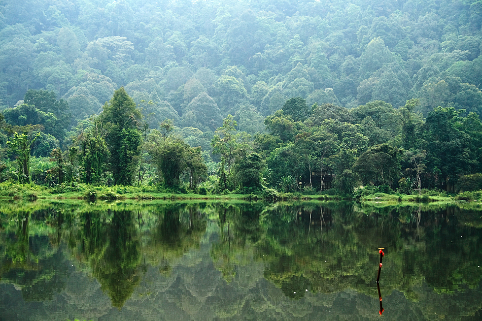 Hutan: Foto: Istimewa